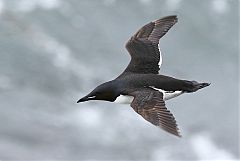 Thick-billed Murre